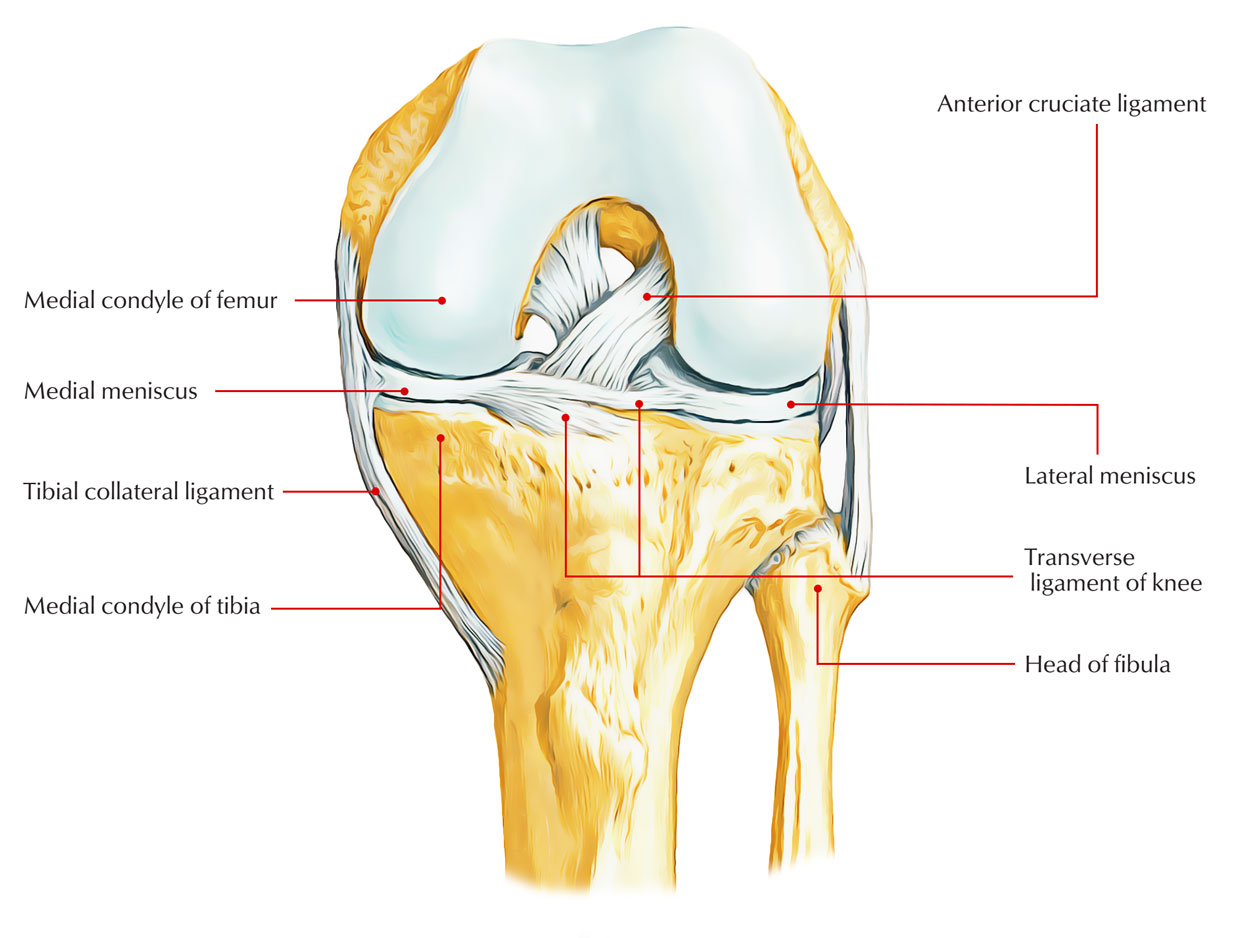 Medial meniscus 