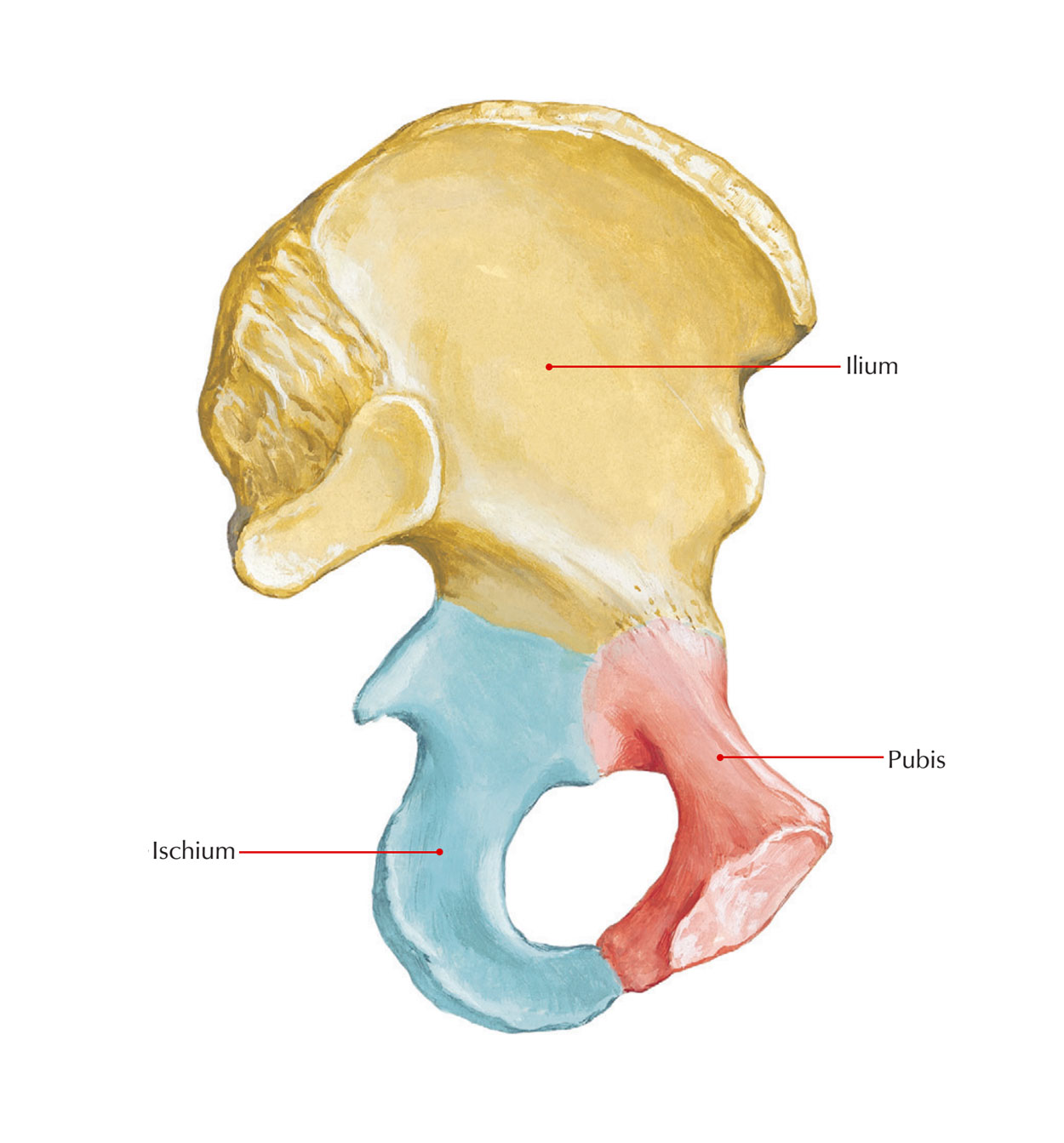 Ischium