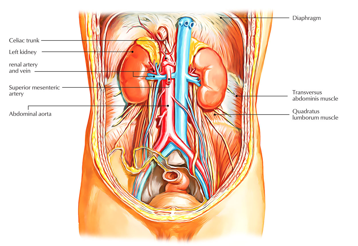 Renal Artery