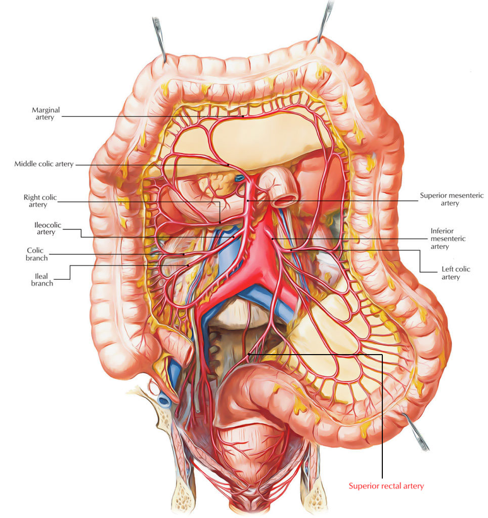 Superior Rectal Artery