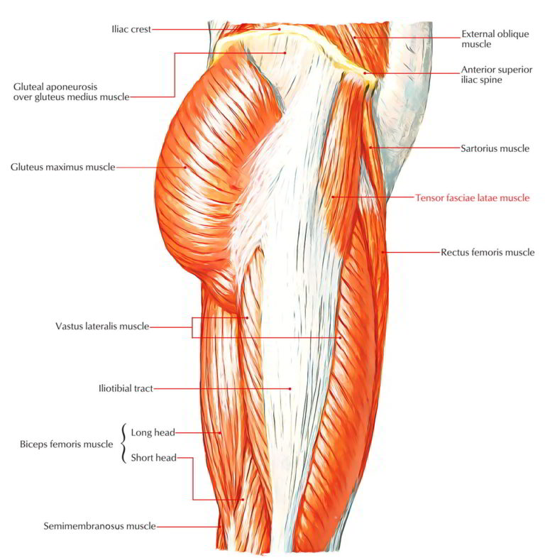 Easy Notes On 【Tensor Fasciae Latae】Learn in Just 3 Minutes! – Earth's Lab