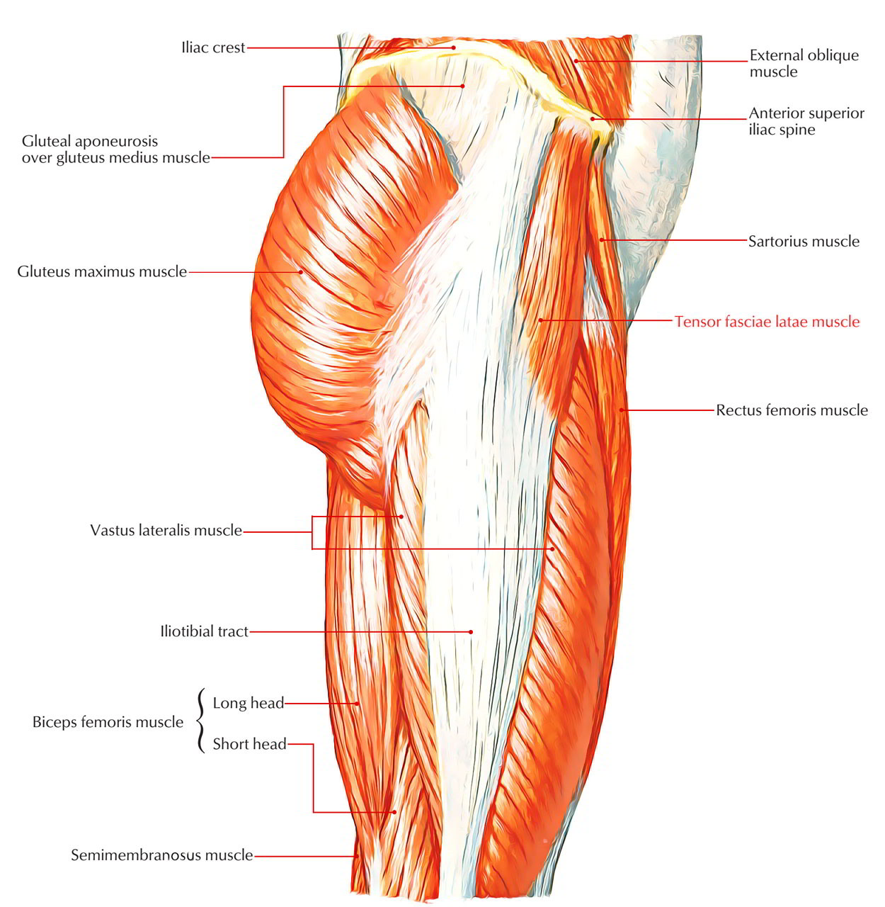 Tensor Fasciae Latae