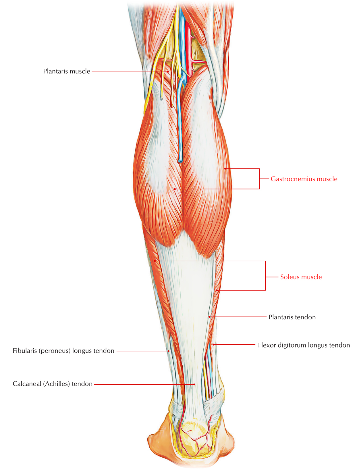 Triceps Surae