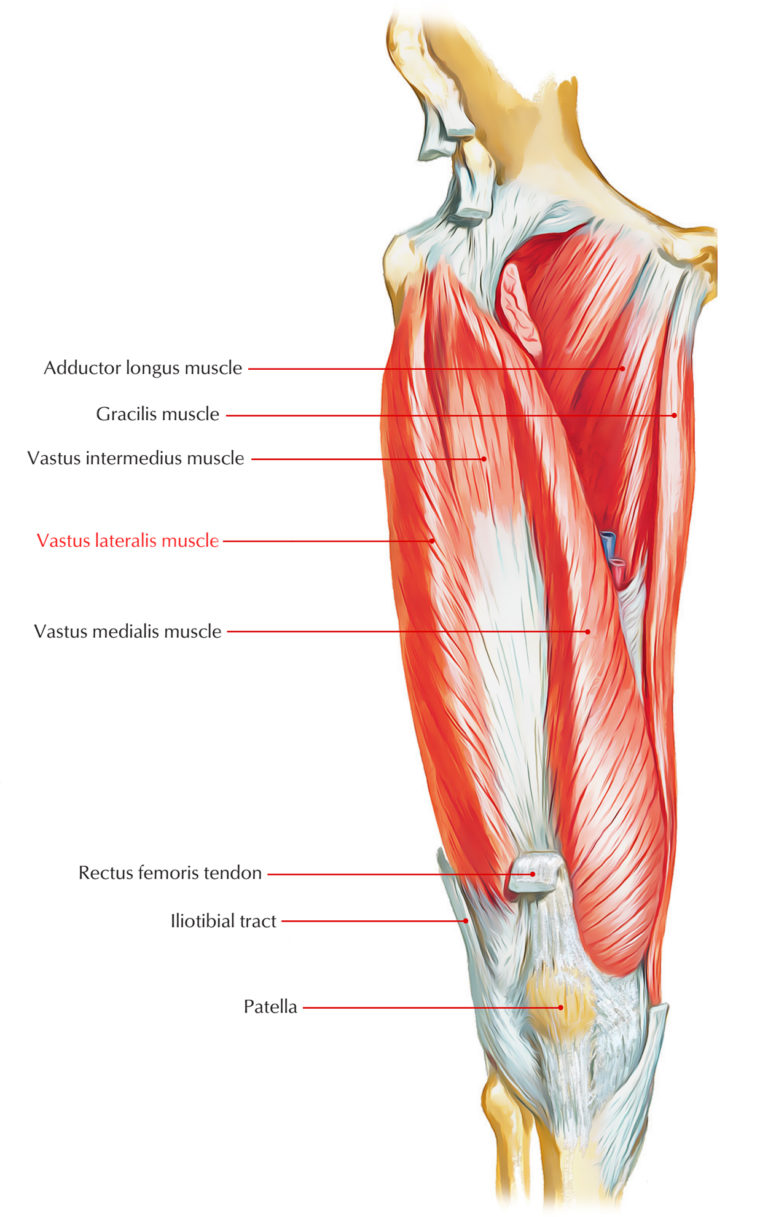 Vastus Lateralis Earth's Lab