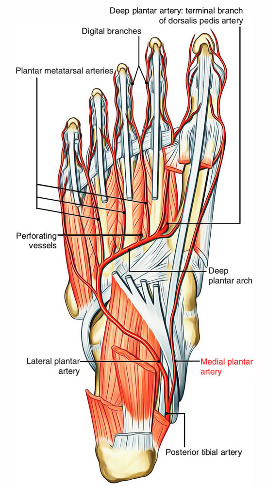 Arteries of Foot: Medial Plantar Artery