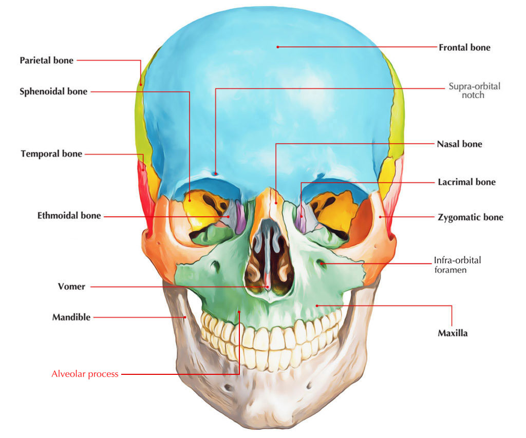 Alveolar Process