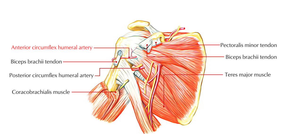 Anterior Circumflex Humeral Artery