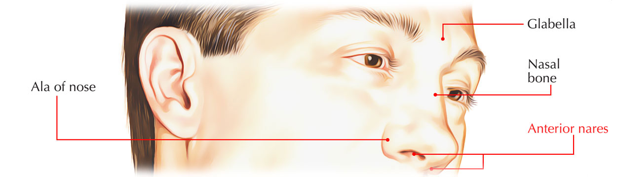 Anterior Nares