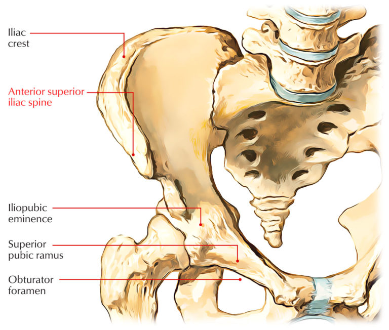 Anterior Superior Iliac Spine Earth's Lab