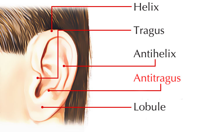 Antitragus – Earth's Lab