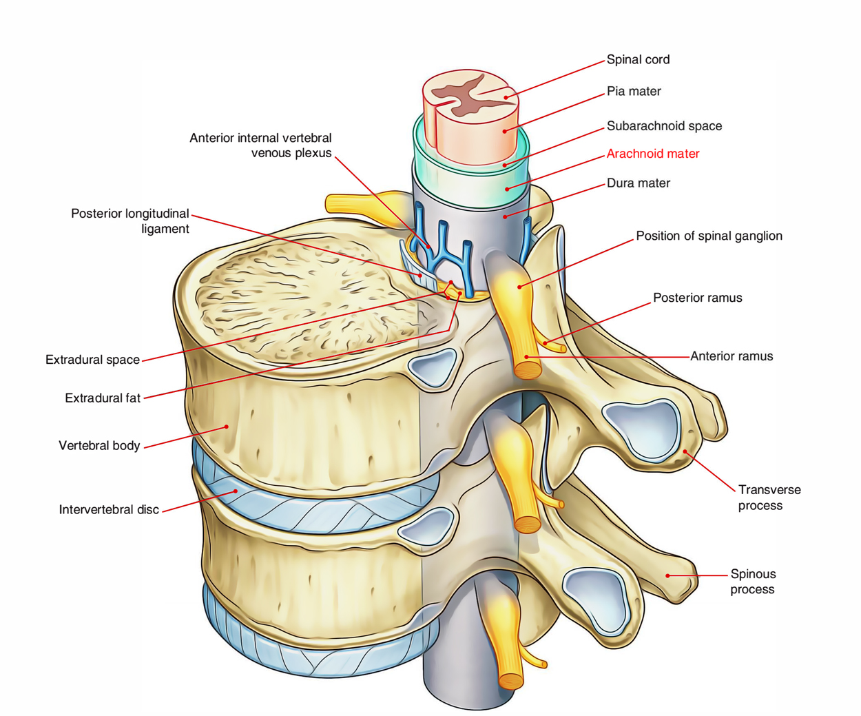 Arachnoid Mater