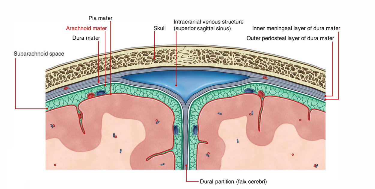 Arachnoid Mater