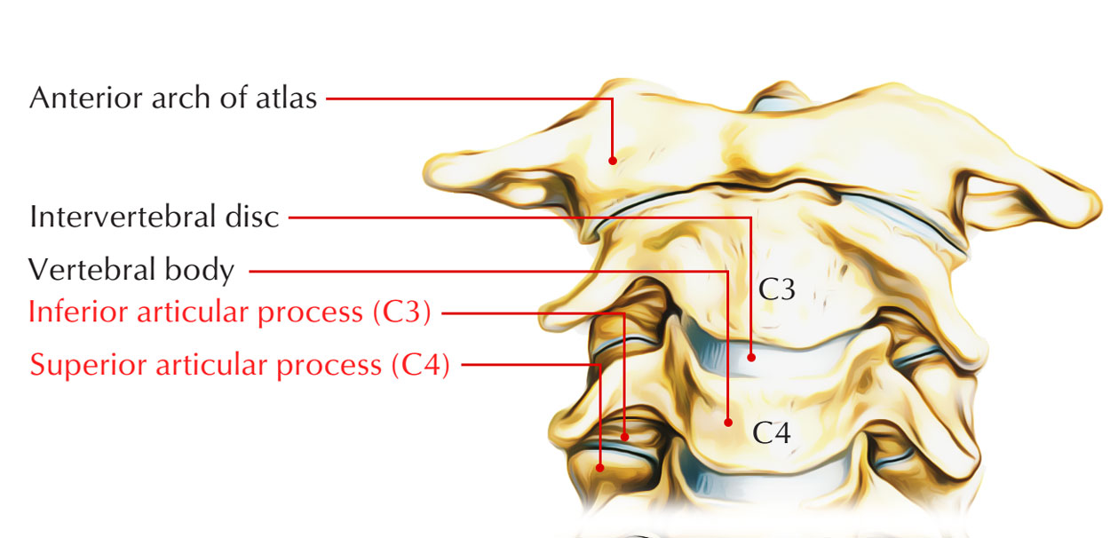 Articular Processes - Inferior and Superior