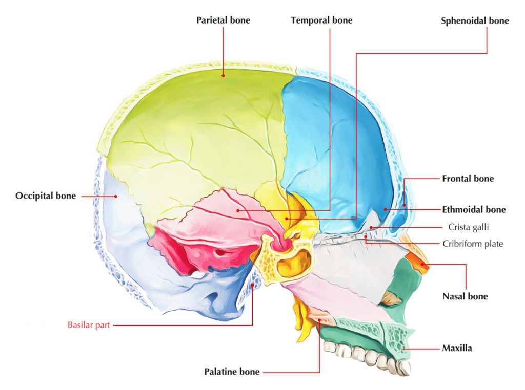 Occipital Bone – Basilar Part/Basiocciput – Earth's Lab