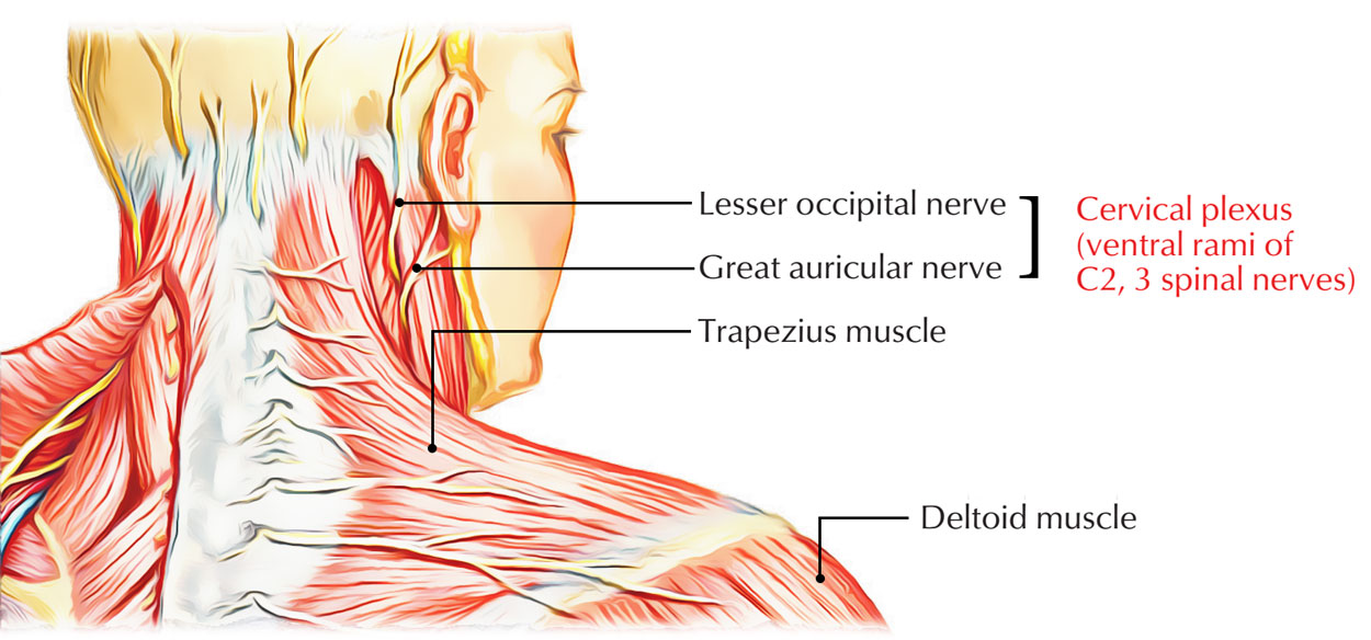 Branching of Spinal Nerves