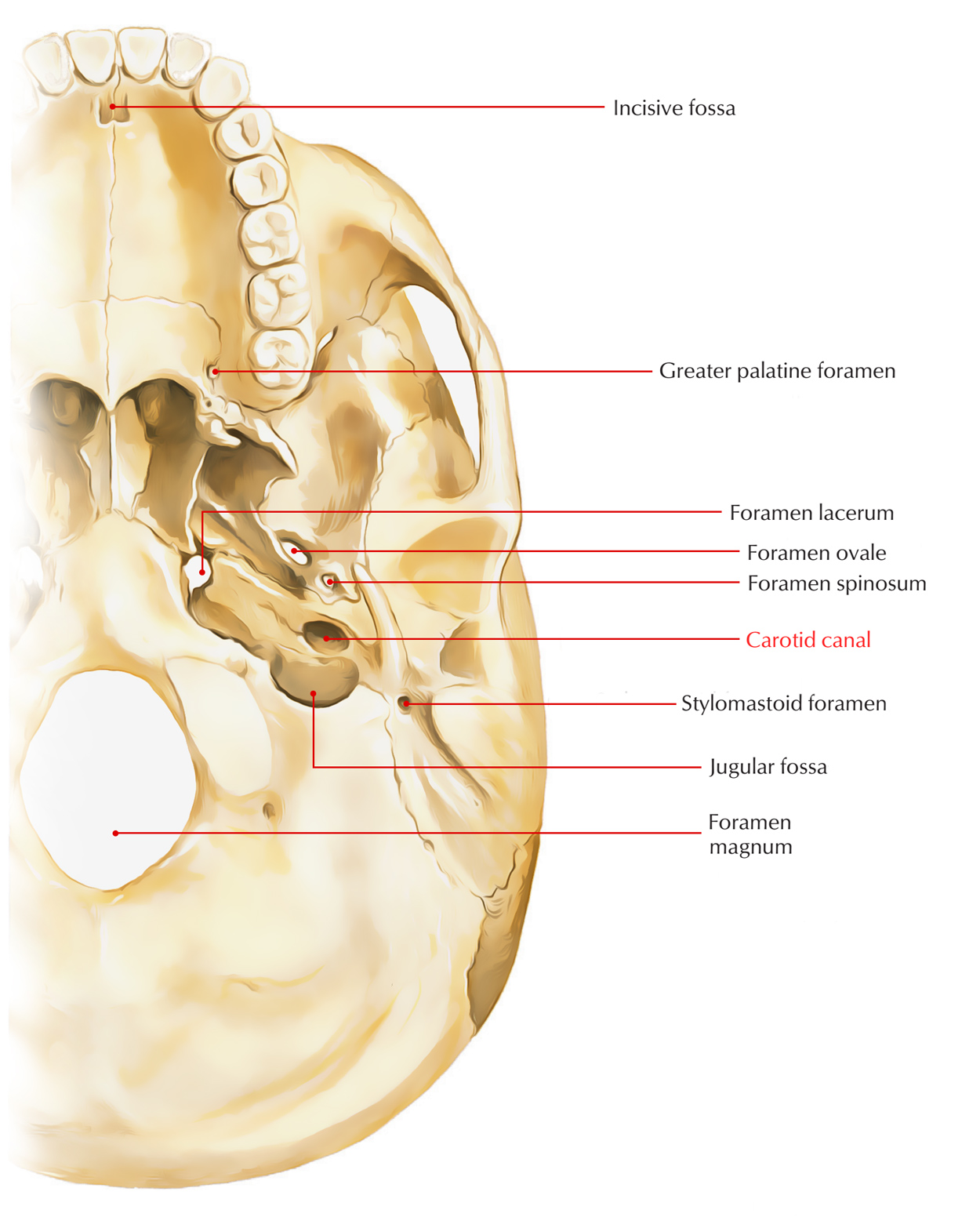 Carotid Canal