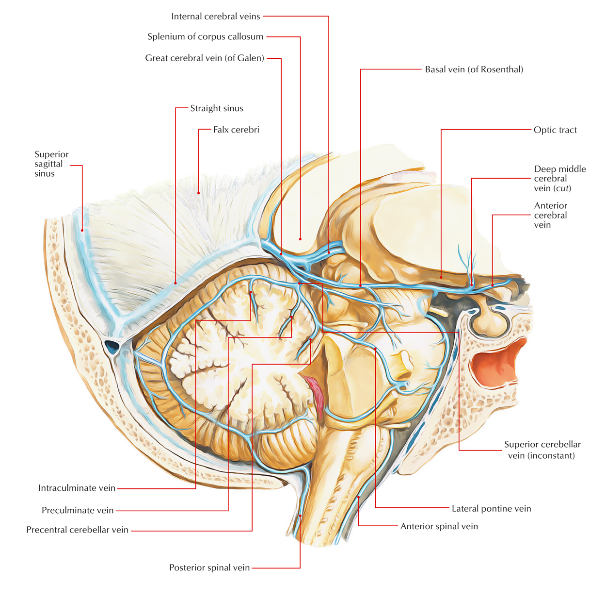 Internal Cerebral Vein