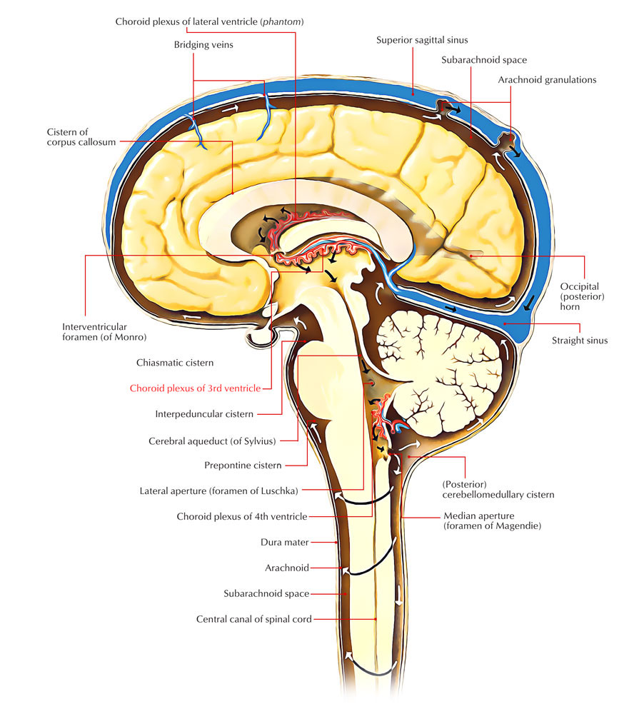 Choroid Plexus of the Third Ventricle