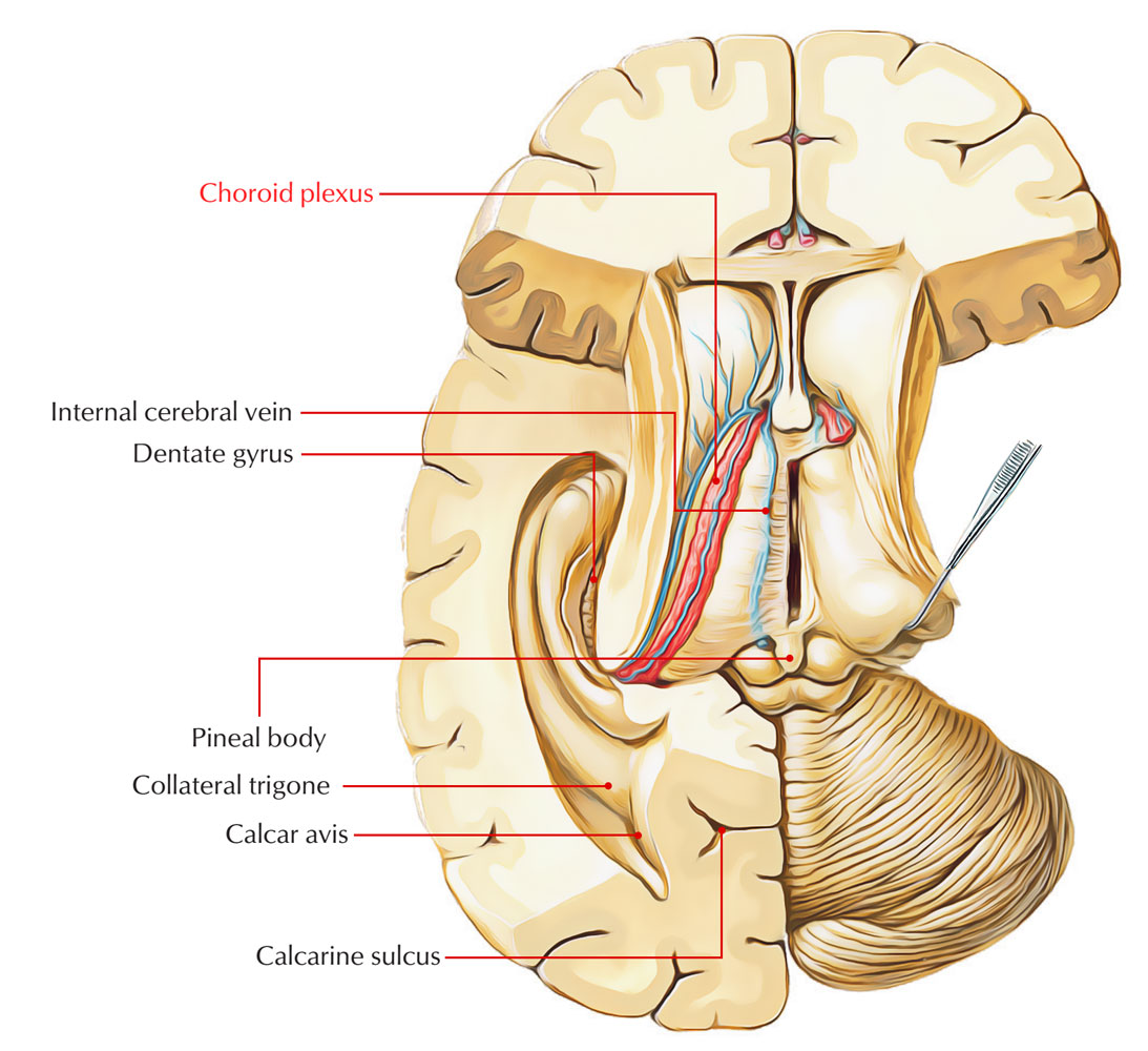 Choroid Plexus