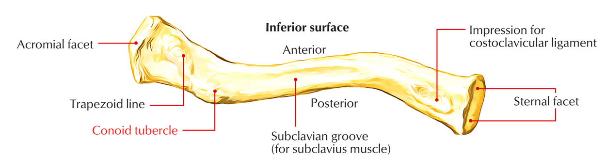 Conoid Tubercle