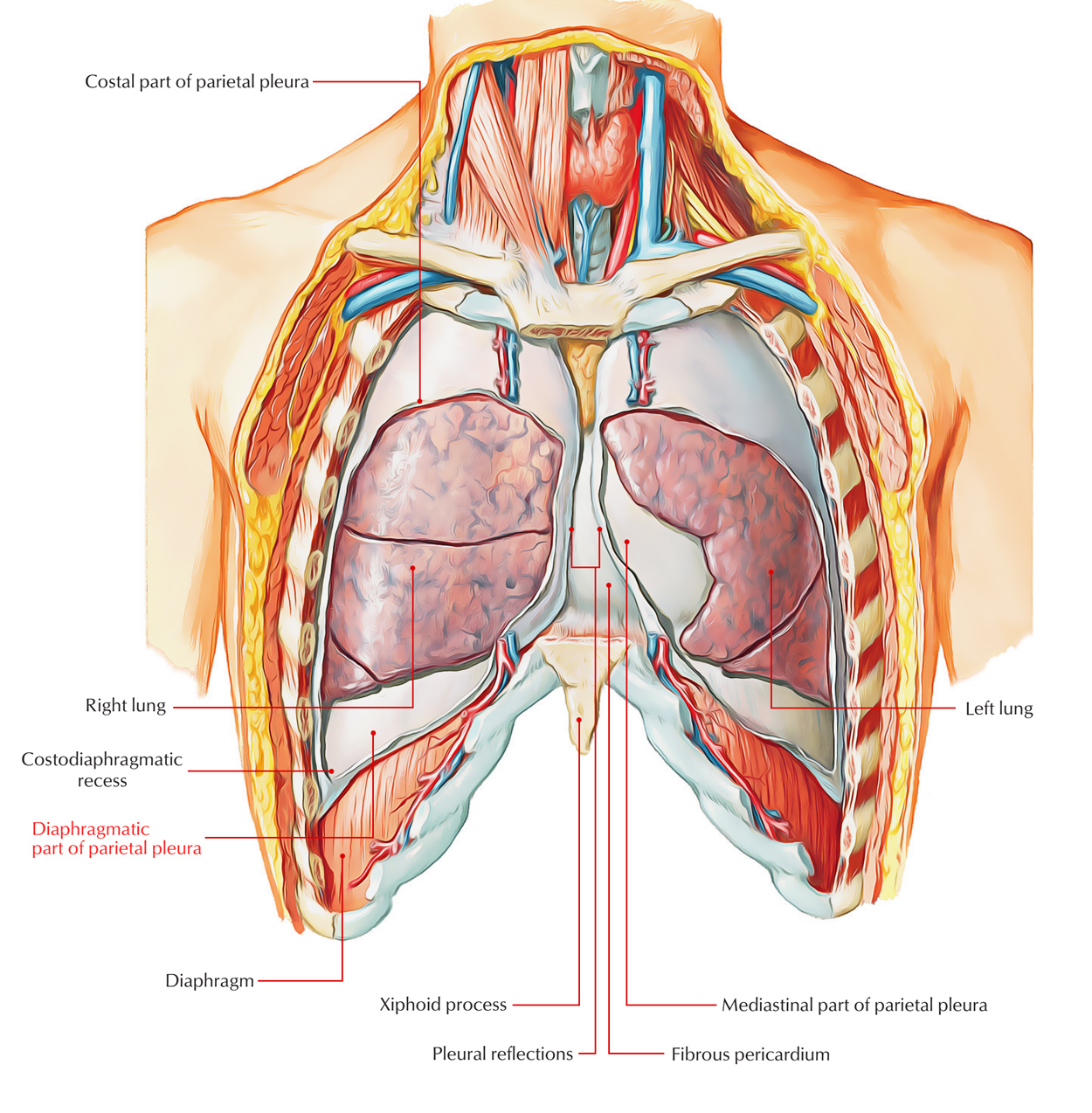 Diaphragmatic Pleura