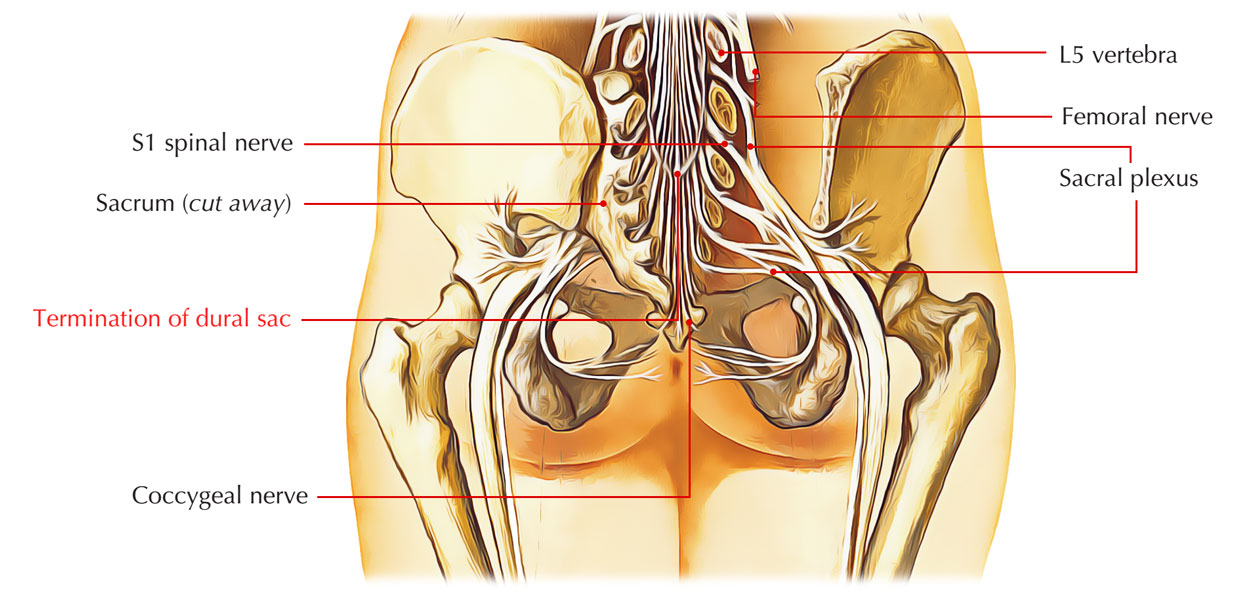 Dural Sac/ Thecal Sac