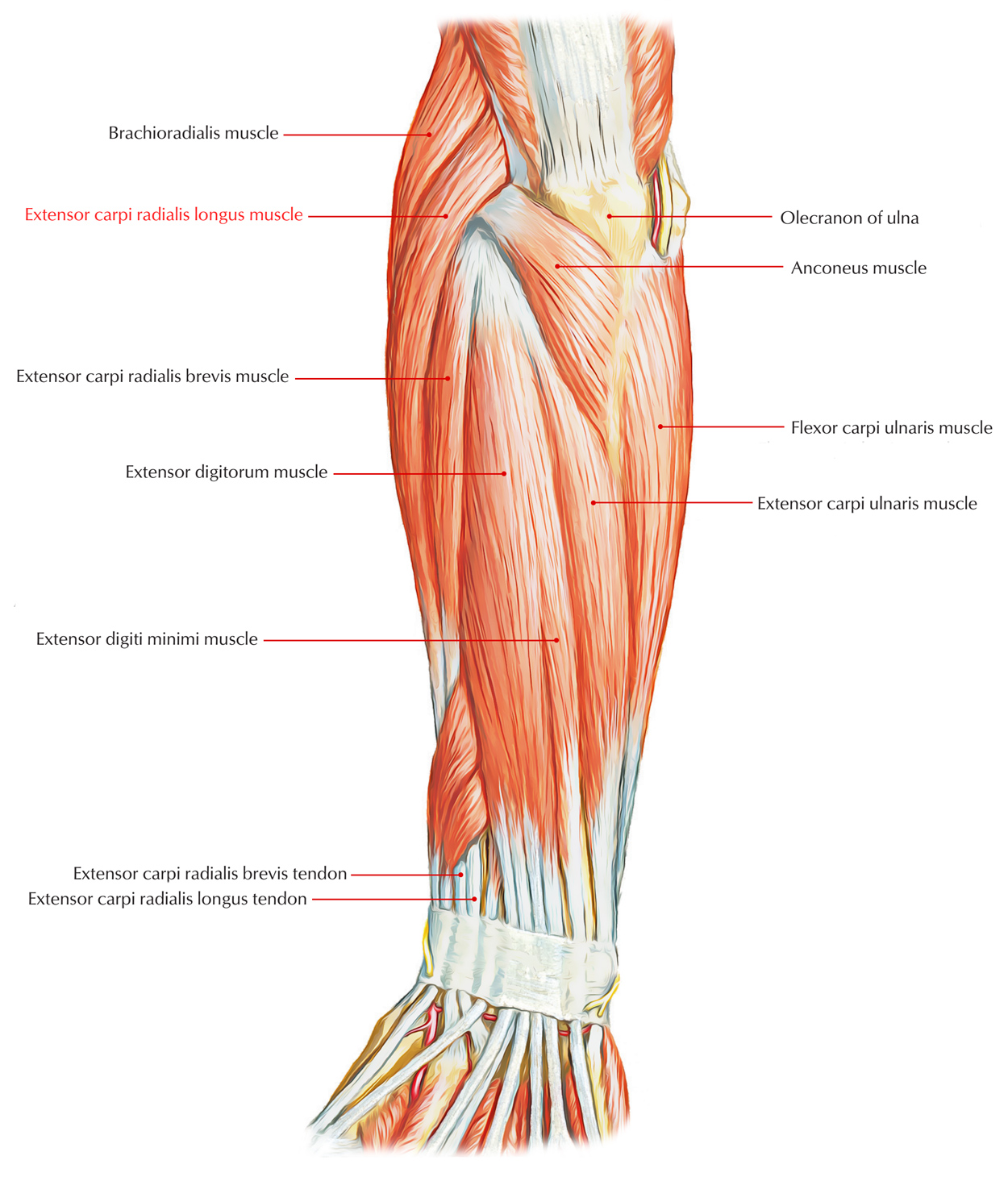 Extensor Carpi Radialis Longus