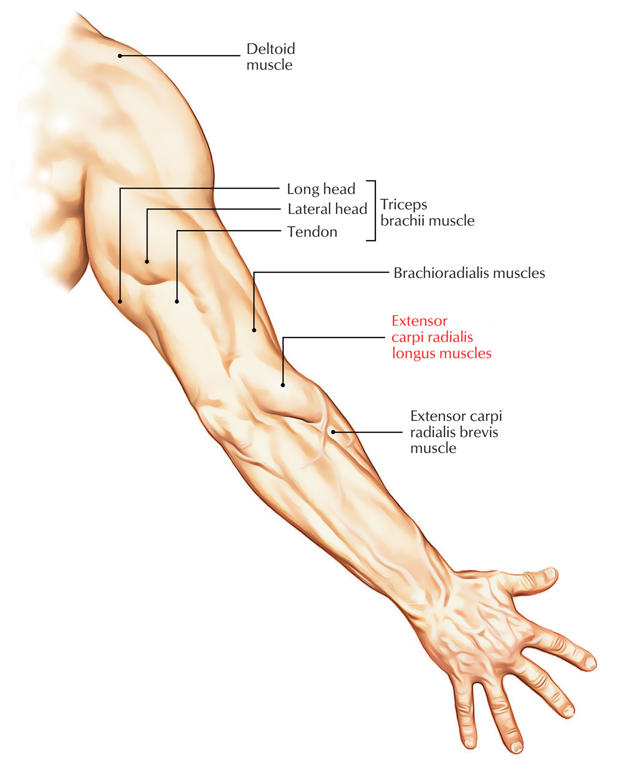 Extensor Carpi Radialis Longus