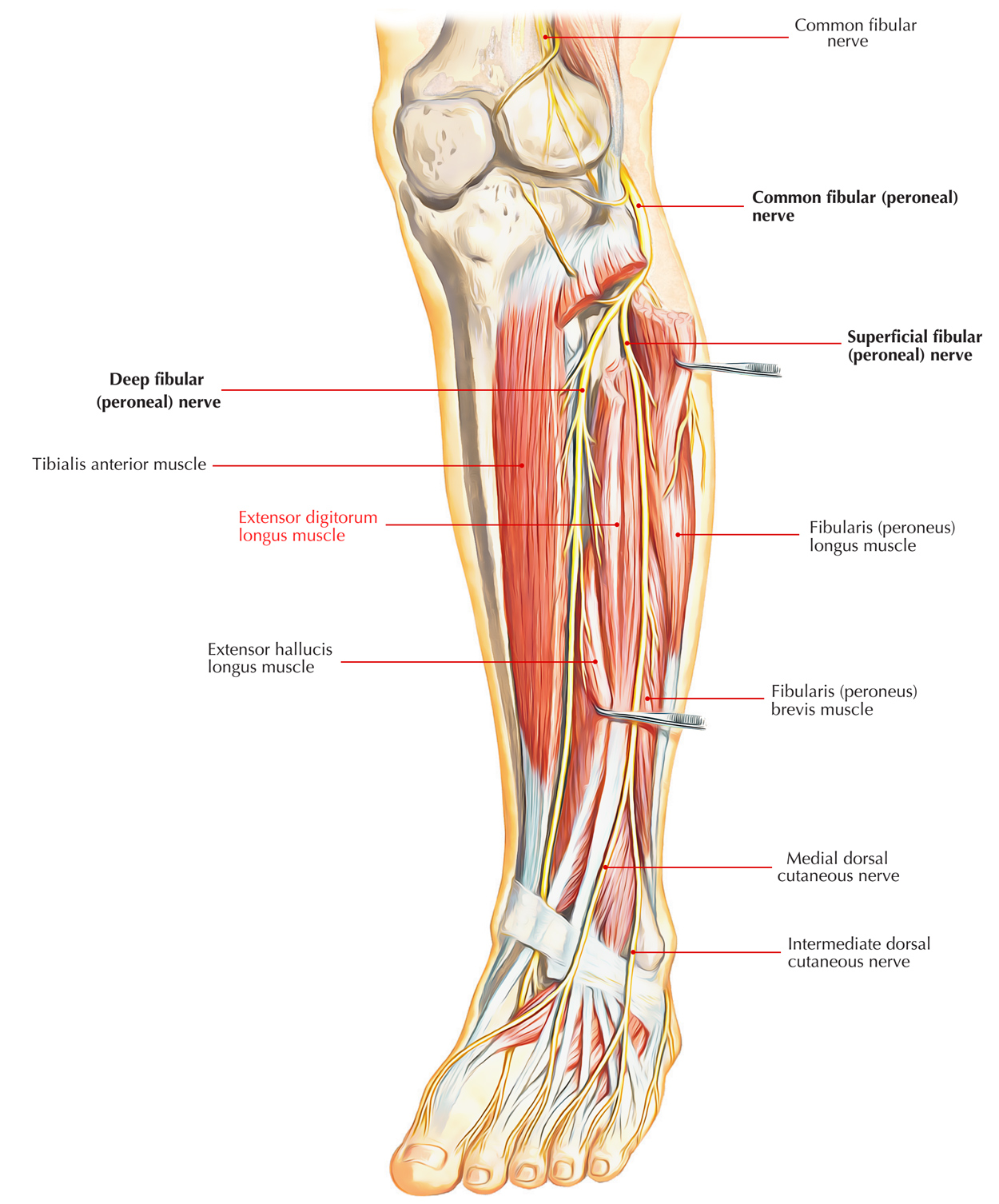 Extensor Digitorum Longus 