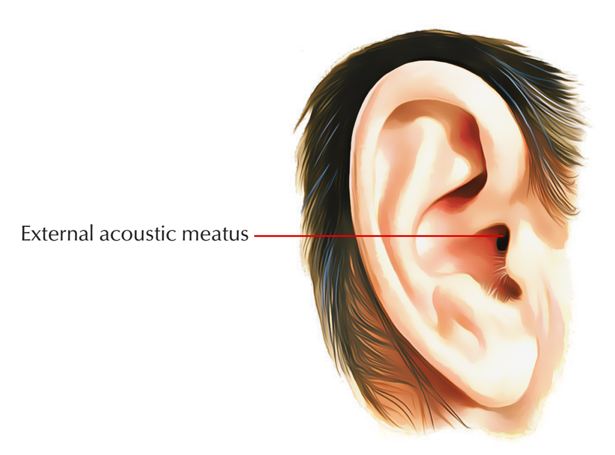 External Acoustic Meatus