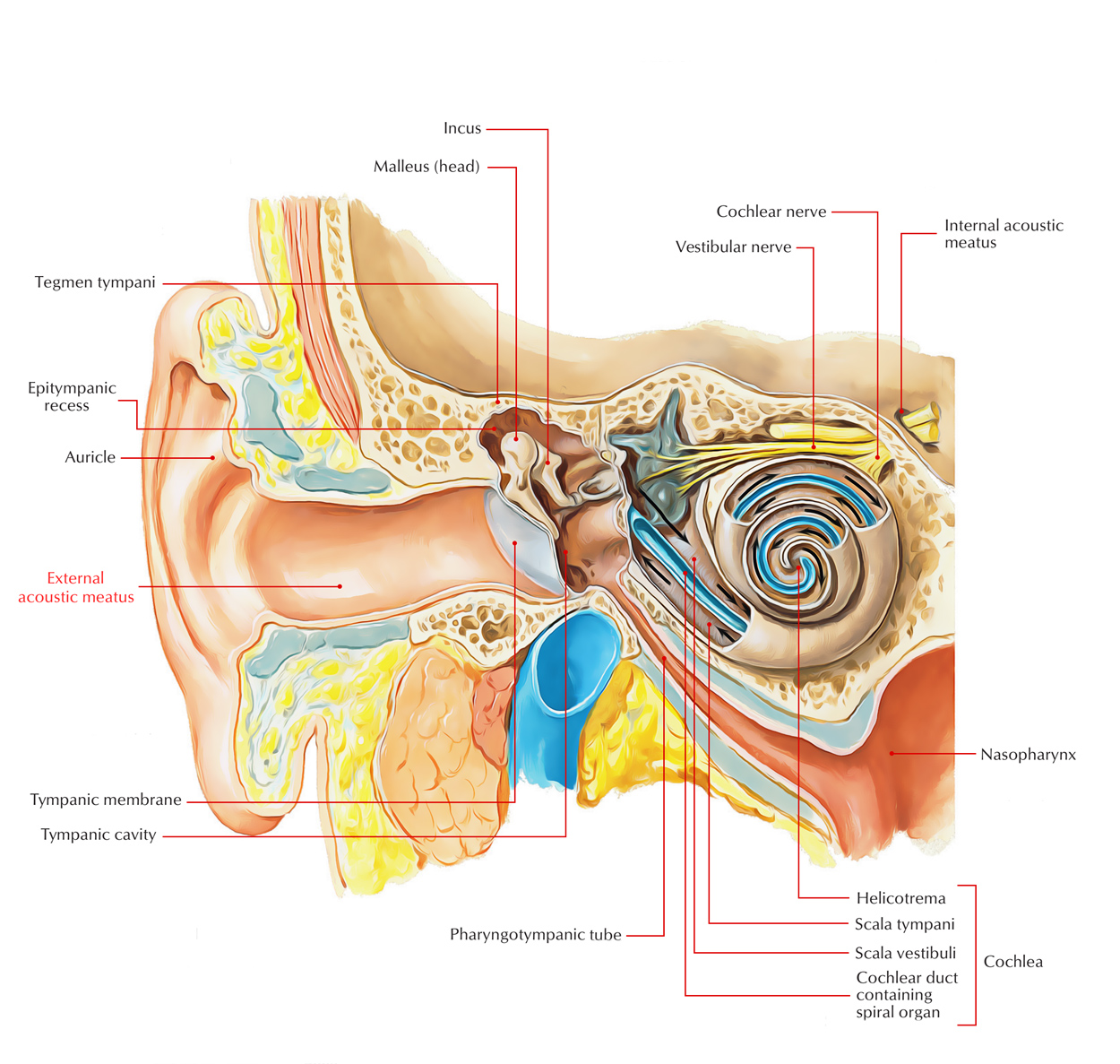 External Acoustic Meatus: Parts