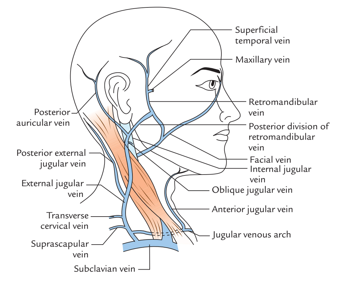 External Jugular Vein: Tributaries