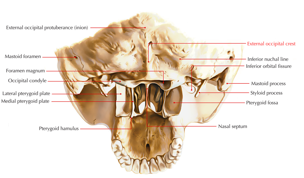 External Occipital Crest