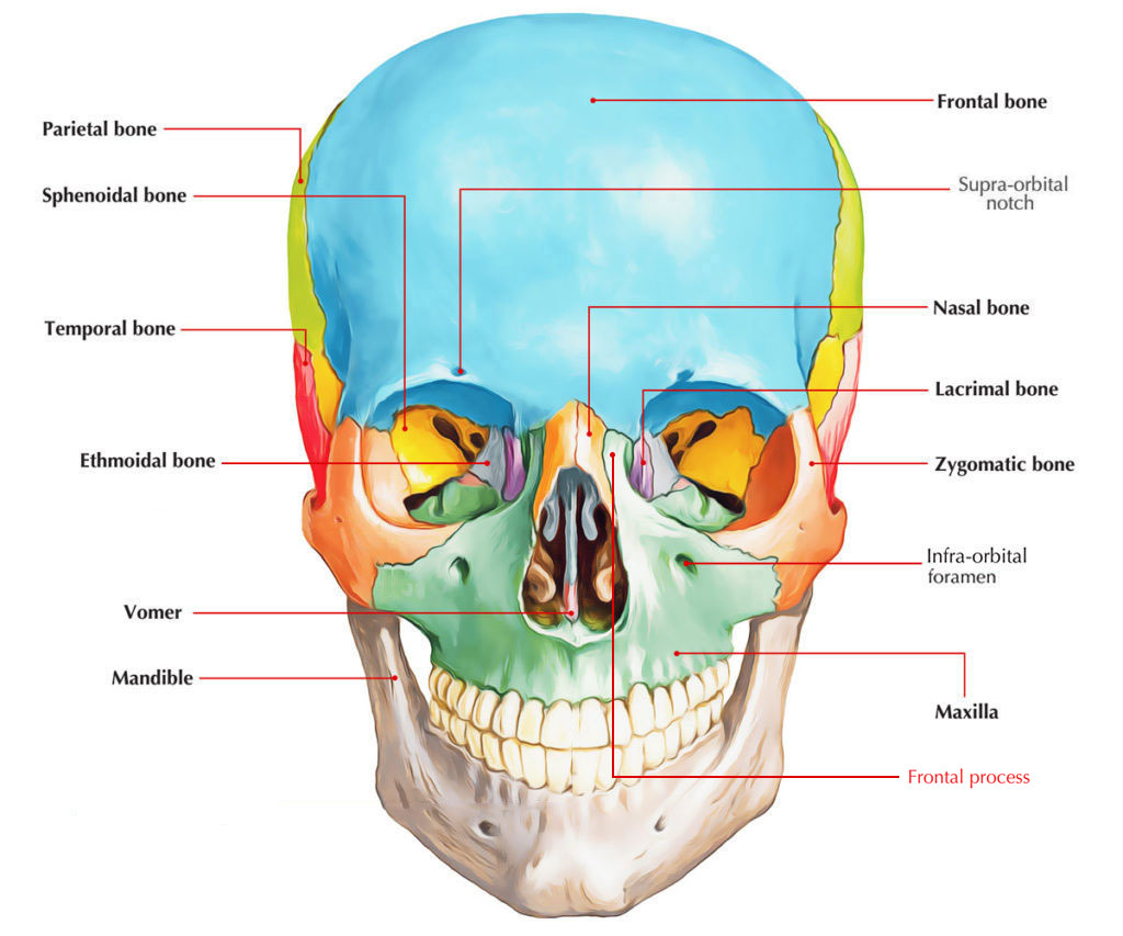 Frontal Process of Maxilla – Earth's Lab