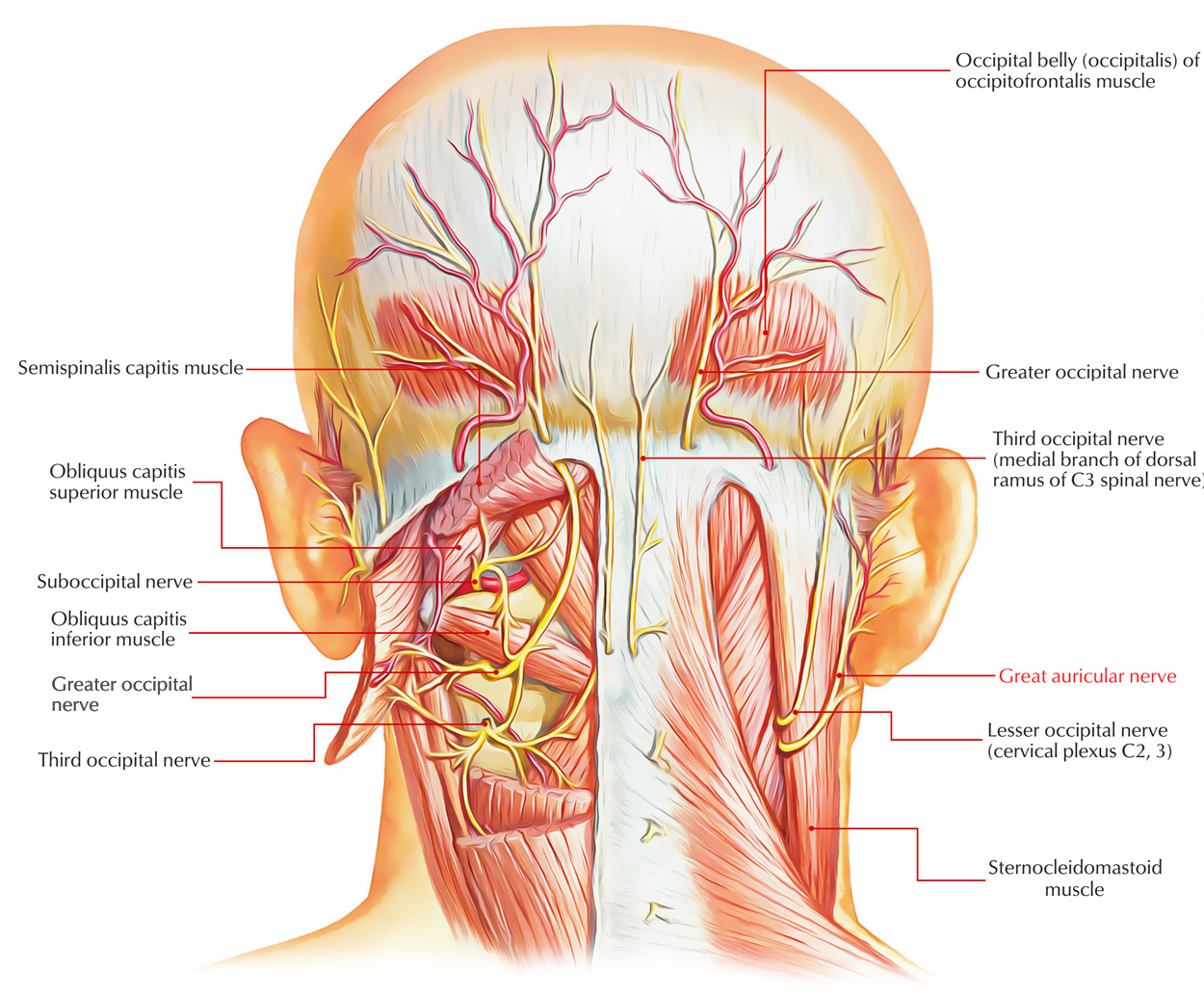 Great Auricular Nerve