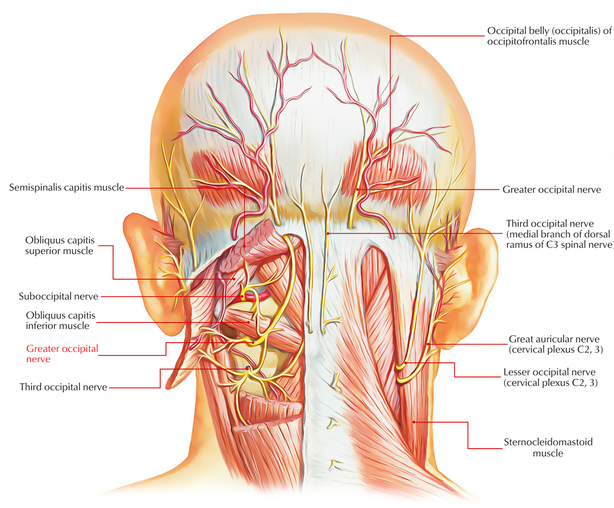 Greater Occipital Nerve – Earth's Lab headache location diagram 