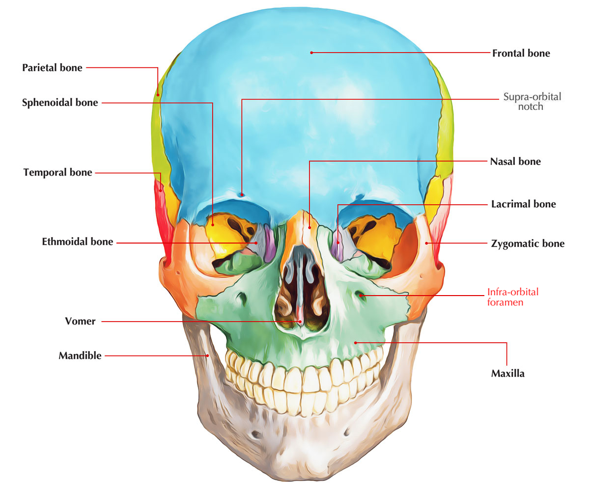 Infra-Orbital Foramen