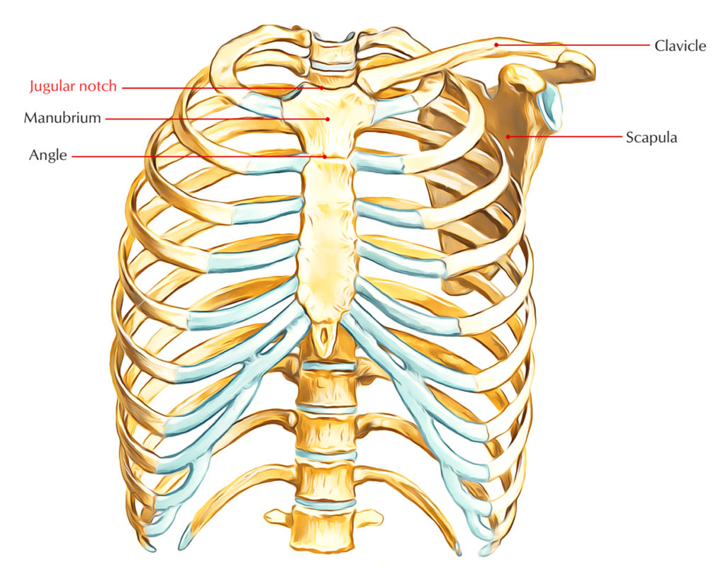 Jugular Notch/Suprasternal Notch Earth's Lab