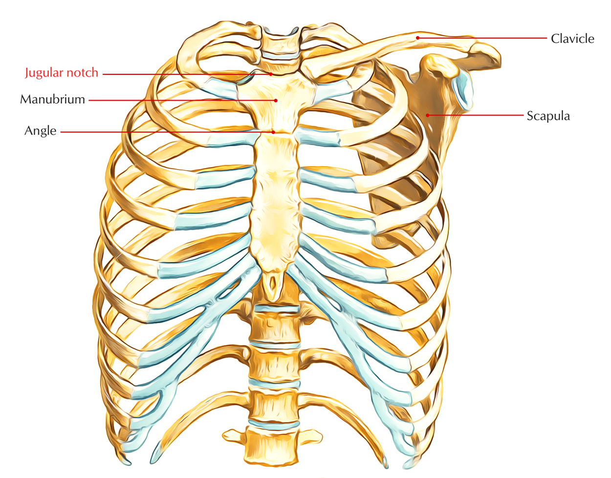 Jugular Notch: Relations