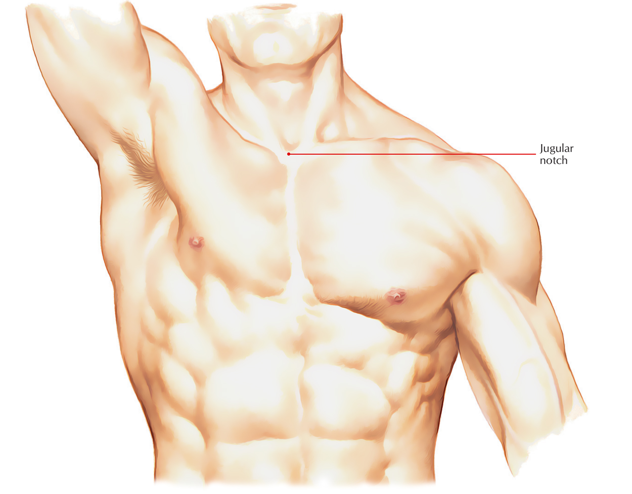 Jugular Notch/Suprasternal Notch – Earth's Lab