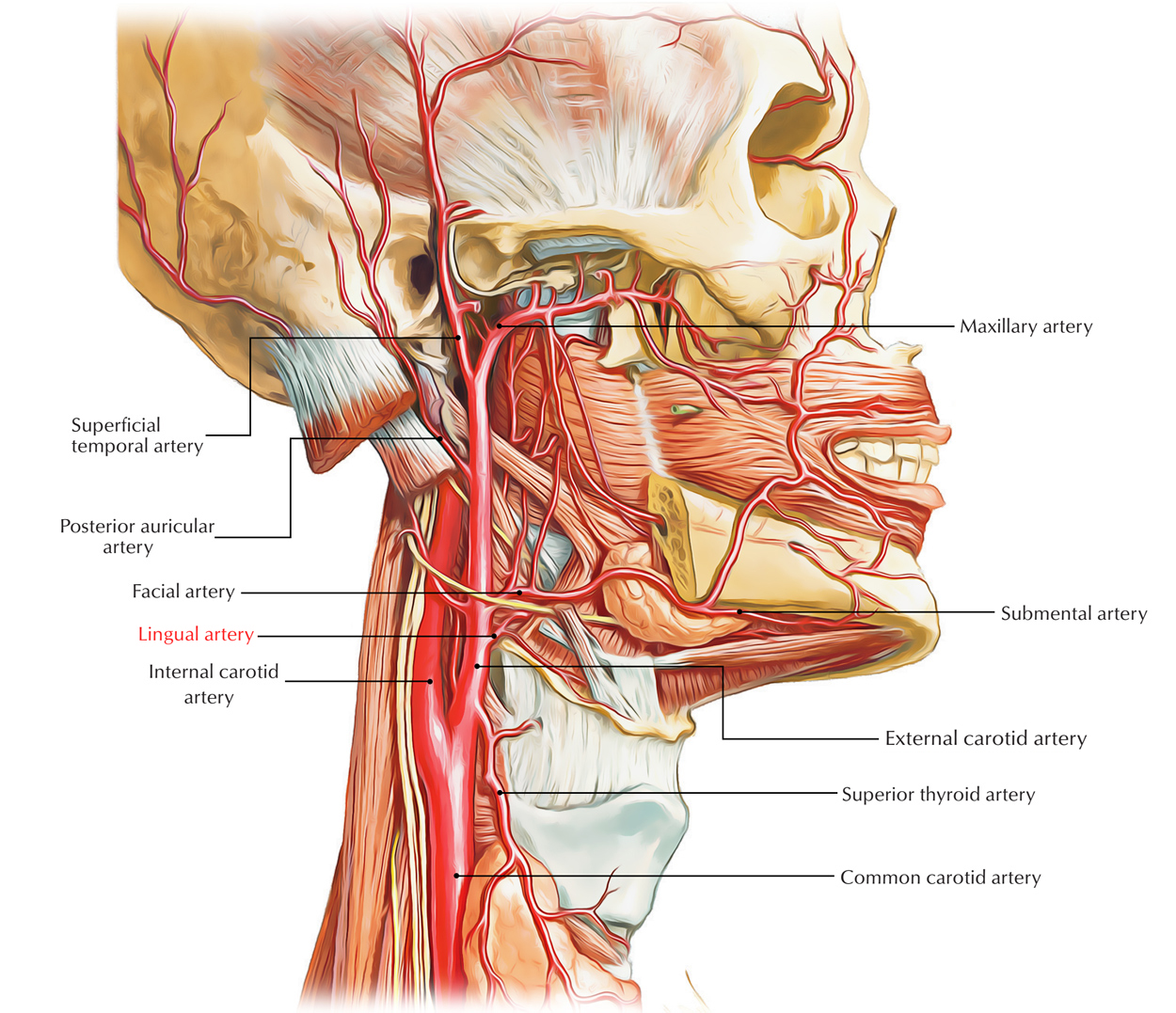 Lingual Artery