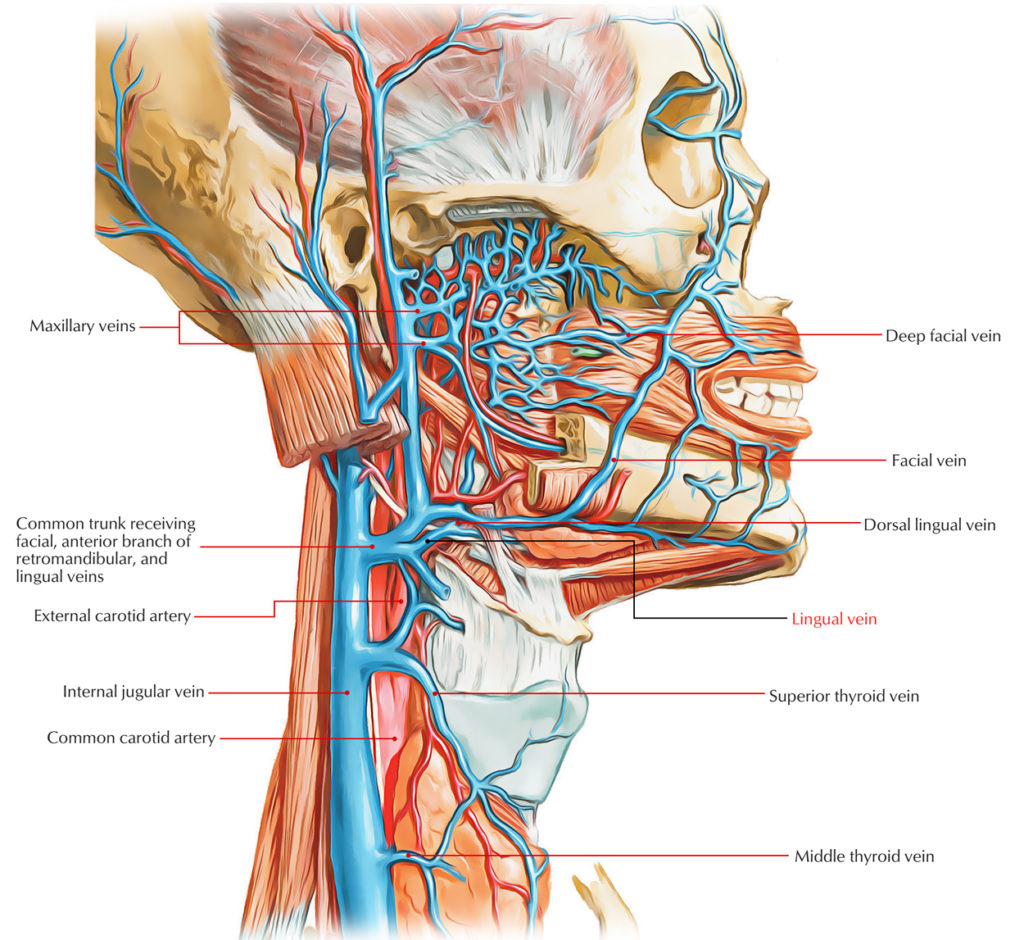 Lingual Vein Earth's Lab