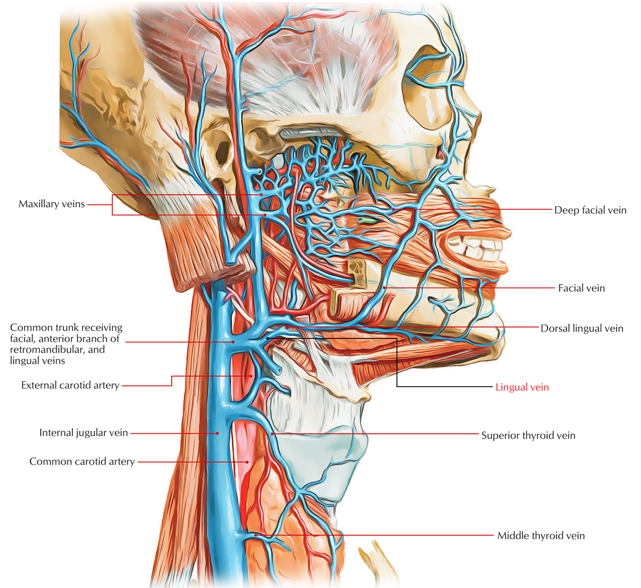 Lingual Vein