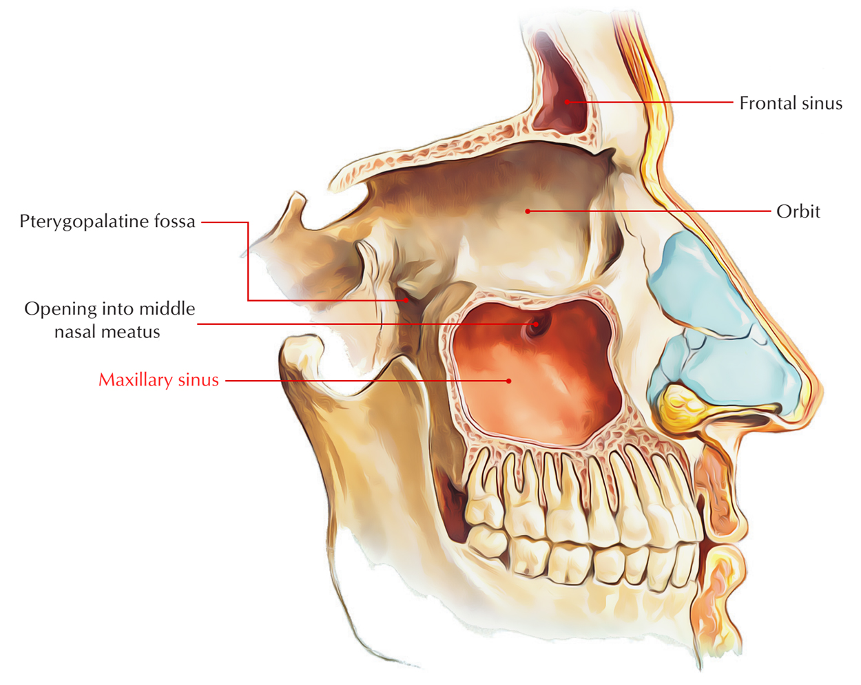 orsóféreg a maxilláris sinusban