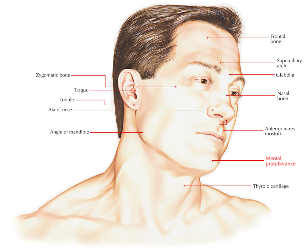 Mental Protuberance