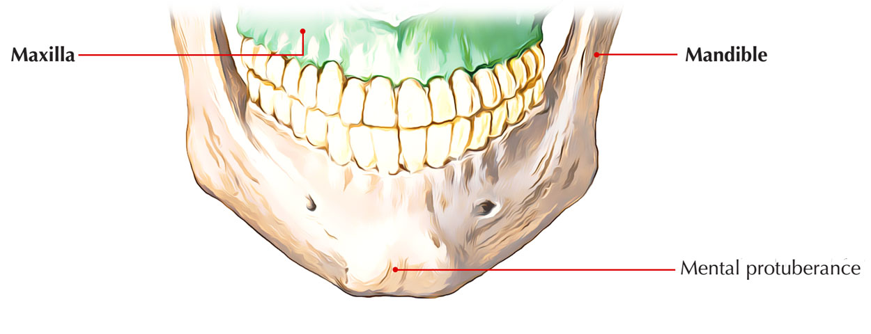 Mental Protuberance