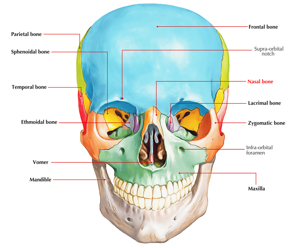 Nasal Bone