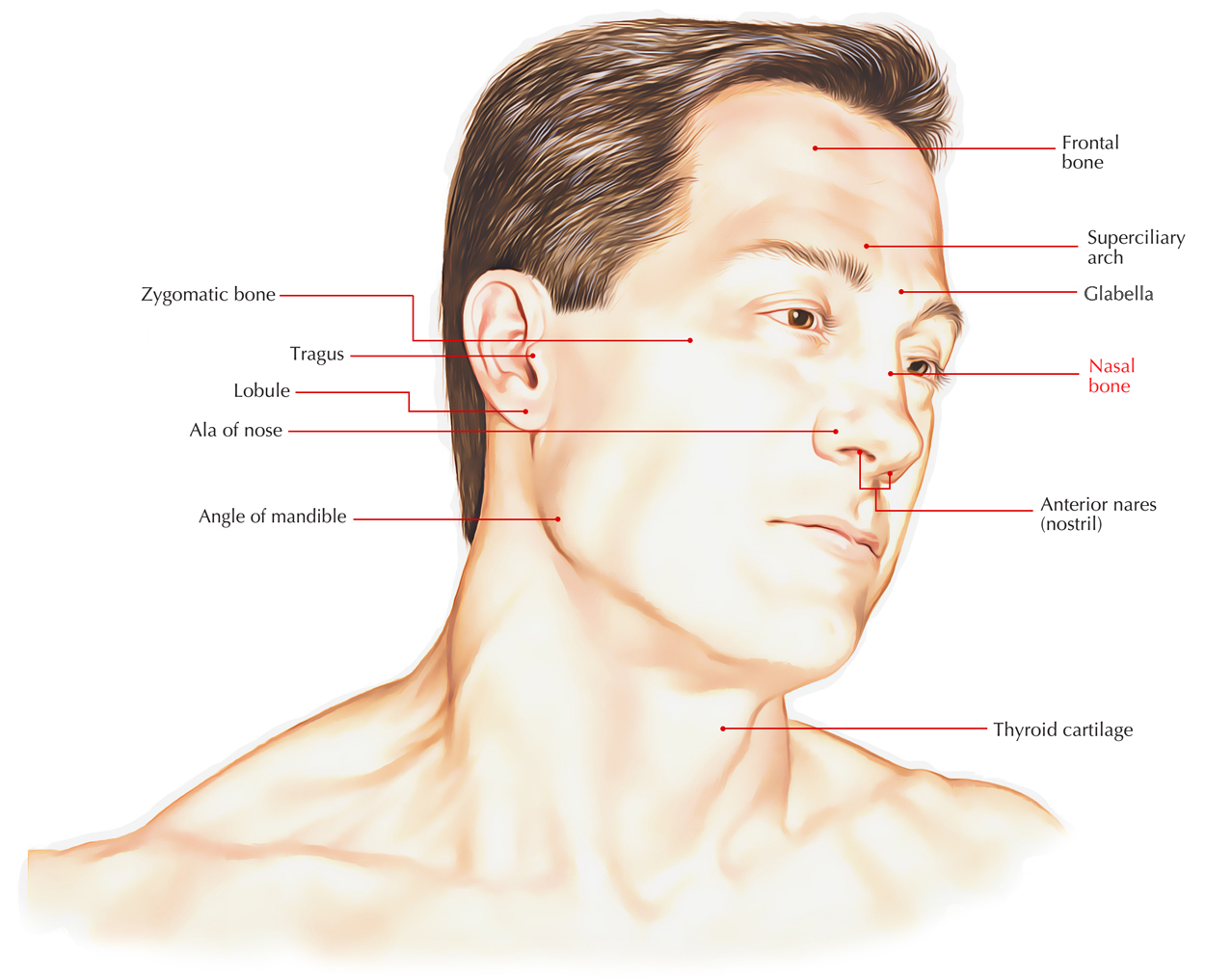 anatomical structure of the nose