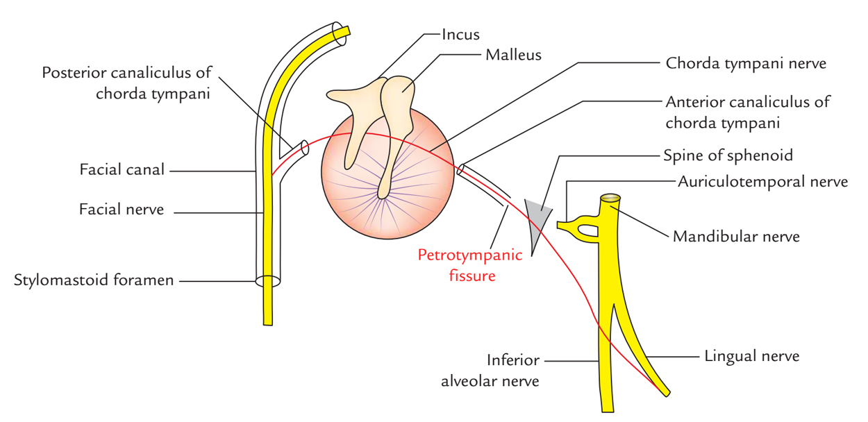 Petrotympanic Fissure: Relations