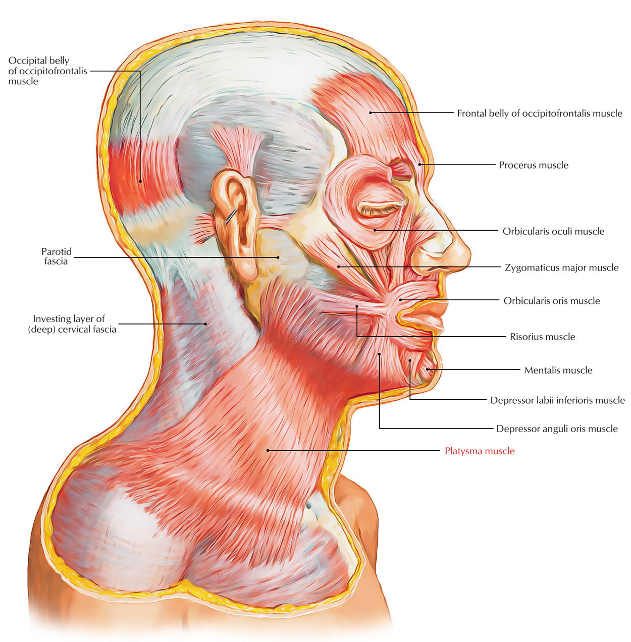 Platysma – Earth's Lab